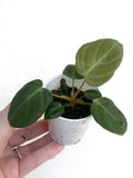 Philodendron El Choco Red Small Starter Plant – Rooted Houseplant for Terrarium & Vivarium – Tropical Indoor Plant