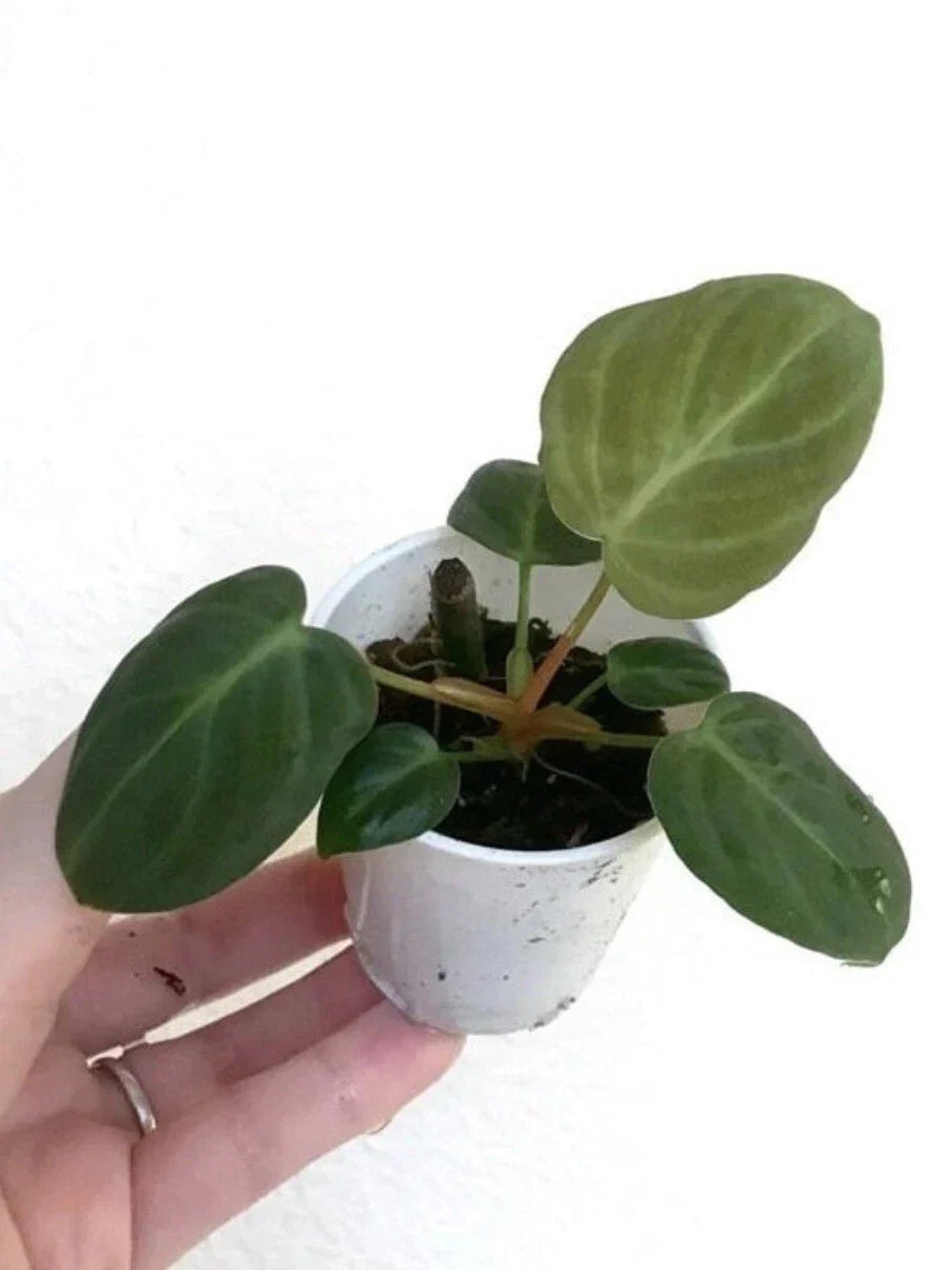 Philodendron El Choco Red Small Starter Plant – Rooted Houseplant for Terrarium & Vivarium – Tropical Indoor Plant