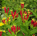Indian Pink Perennial Bare Root Live Plant - Spigelia Marilandica with Vibrant Red Flowers