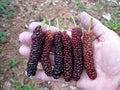 Pakistan Long Mulberry Tree - Live Plant 2-3ft Morus Macroura Exotic Fruit Tree for Home Garden