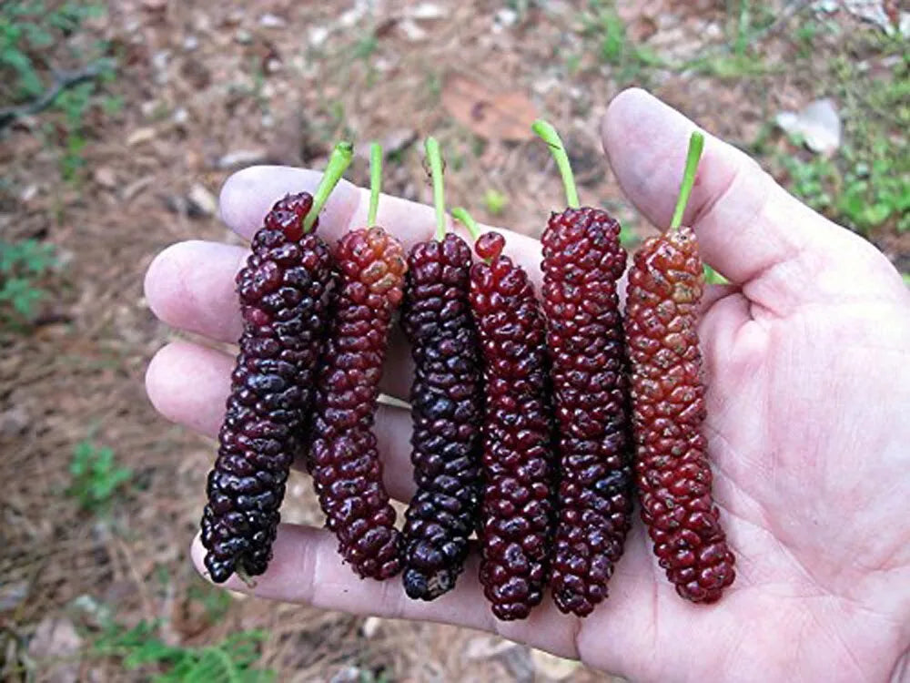 Pakistan Long Mulberry Tree - Live Plant 2-3ft Morus Macroura Exotic Fruit Tree for Home Garden