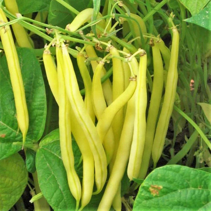 Kentucky Wonder Yellow Wax Bean Seeds | Pole Beans | Golden Butter Pods | Phaseolus vulgaris | 50 Seeds Pack