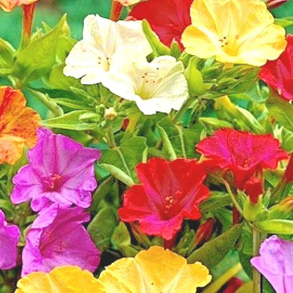 40+ Four O'Clock Seeds Mix Wildflower Pollinators Night-Blooming Perennials Mirabilis jalapa
