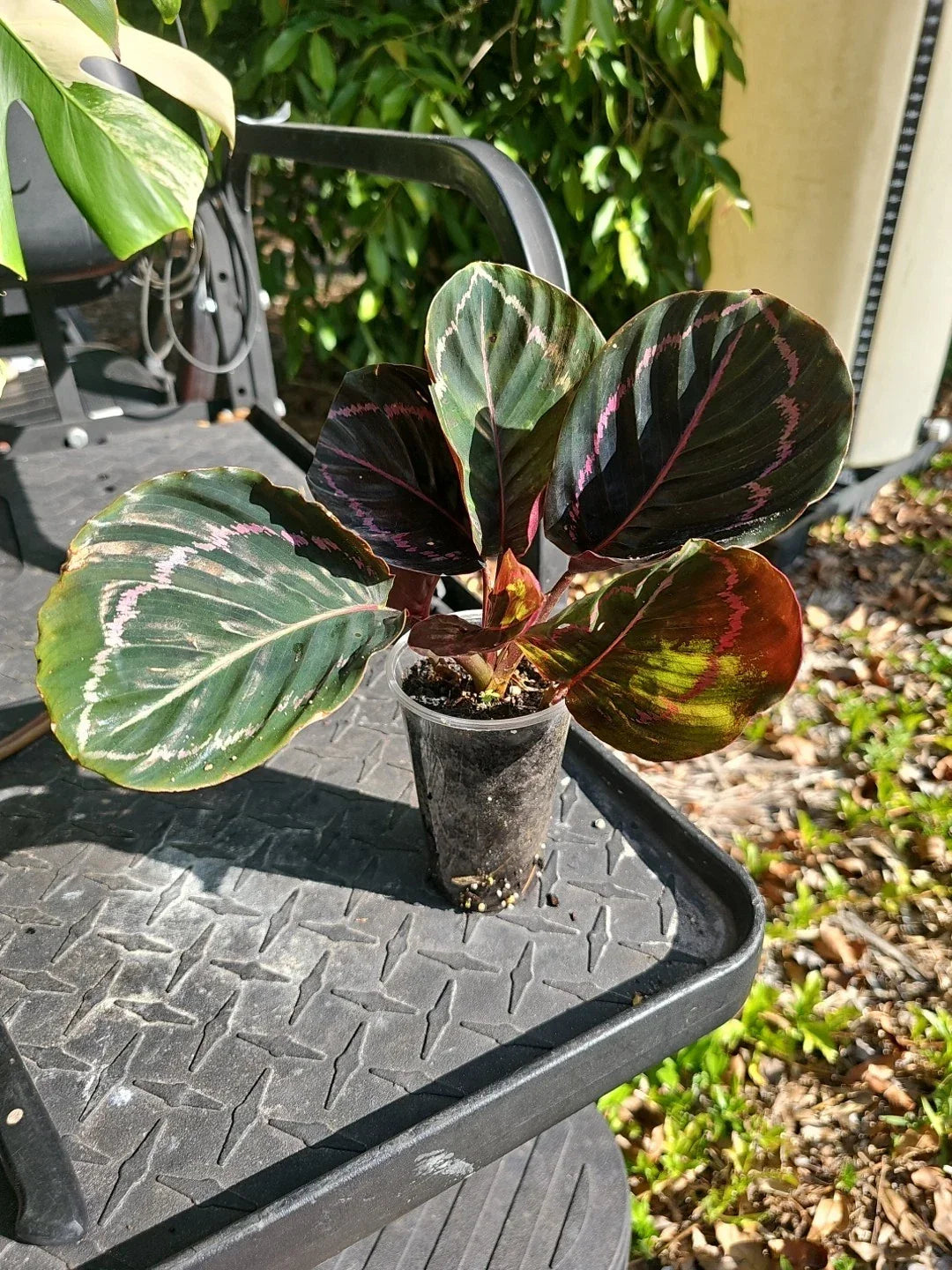 Calathea Roseopicta Dottie 3-Inch Indoor Houseplant, Goeppertia Black Rose, Rose Painted Black Foliage, Pet-Friendly Plant