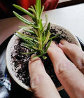 Rosemary Clippings - 10 Fresh Herb Cuttings for Cooking & Gardening