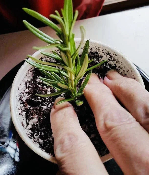 Rosemary Clippings - 10 Fresh Herb Cuttings for Cooking & Gardening