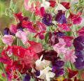 Sweet Pea Seeds - Elegance Mix, Fragrant Climbing Flowers, 20 Pack, Lathyrus odoratus, Garden Trellis & Cut Flowers