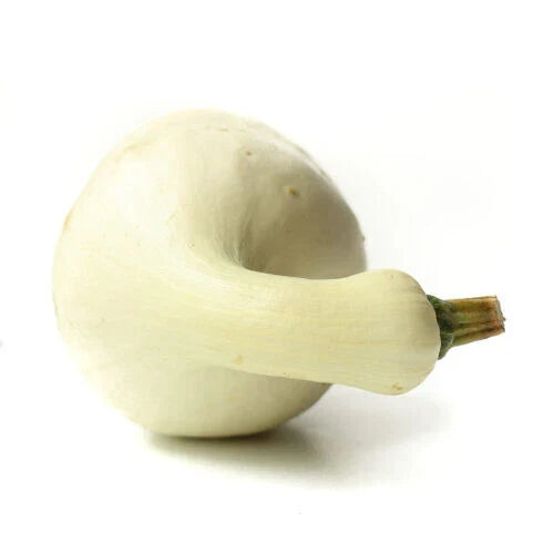Cushaw Squash Seeds Pack - Heirloom Cucurbita mixta, Non-GMO, Open-Pollinated, USA Grown, 25+ Seeds for Home Garden, Bountiful Harvest