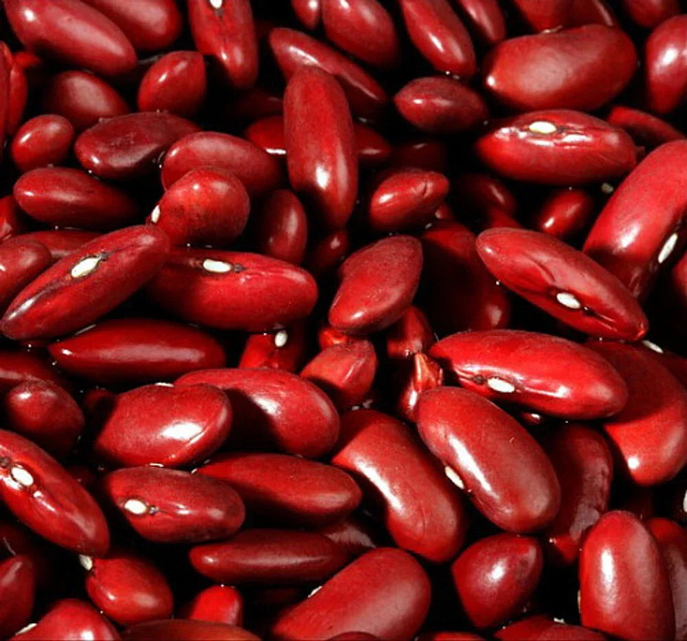 Dark Red Kidney Bush Bean Seeds - Non-GMO, Phaseolus vulgaris, for Baked Beans & Chili, Compact Growth, Full Sun