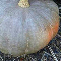 Strawberry Crown Winter Squash Seeds – Heirloom Cucurbita maxima for Home Garden, Vining Vegetable Seed Packet