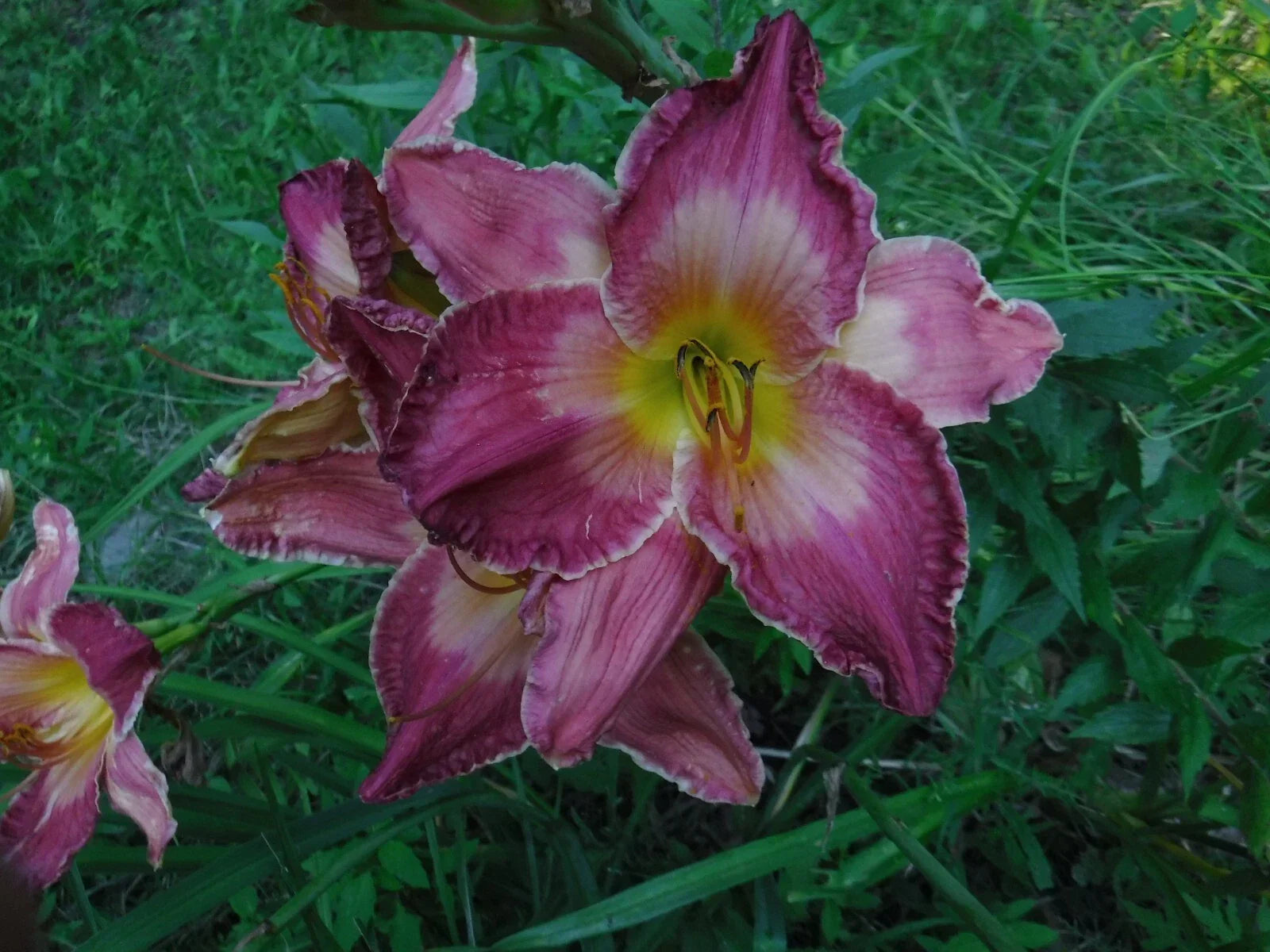 Daylily Bareroot Plants 4-Pack Mixed Colors & Shapes Hemerocallis spp. for Borders & Garden Beds