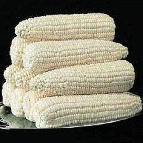 Silver Queen Corn Seeds - High Yield, Sweet Zea mays, Fresh Gardening Seeds for Home & Farm