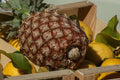 James Queen Pineapple Seeds - 15+ Pack, Ananas comosus, Home Garden, Indoor & Outdoor Planting, Non-GMO, USA