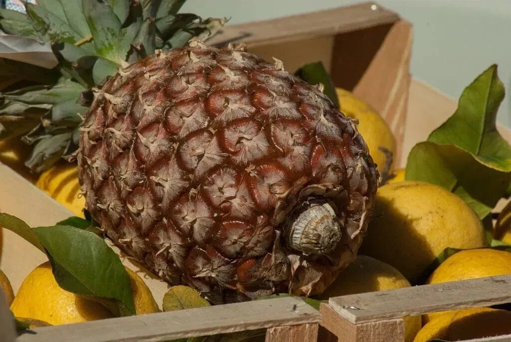 James Queen Pineapple Seeds - 15+ Pack, Ananas comosus, Home Garden, Indoor & Outdoor Planting, Non-GMO, USA