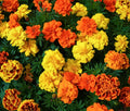 French Marigold Seeds - Sparky Mix, Tagetes patula, Vibrant Orange & Yellow Blooms, Full Sun, 100 Seeds for Garden Beds & Containers