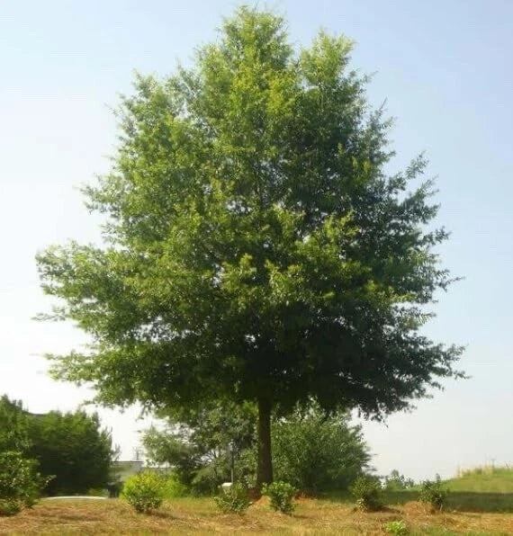 Willow Oak Tree Seedlings 1-2 Feet Tall Quercus phellos Fast-Growing Hardwood for Landscaping and Reforestation