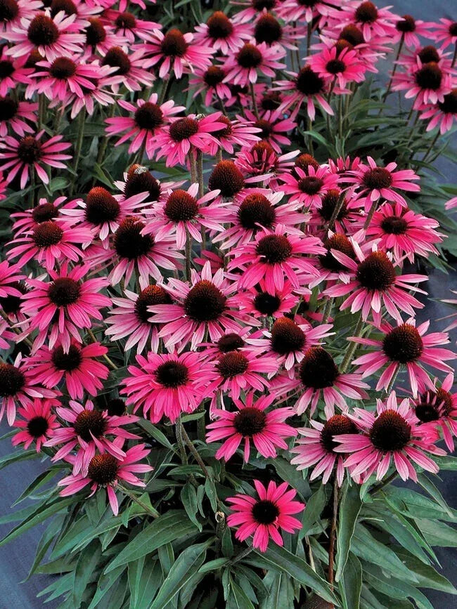 Wicked Coneflower Seeds 200+ Pack - Echinacea purpurea Perennial Garden Planting - Purple Flowers for Borders & Containers