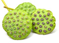 Sacred Lotus Flower Seeds - 15 Seeds, Aquatic Plant, Nelumbo nucifera, Water Garden, Pond, Aquatic Plant Seeds