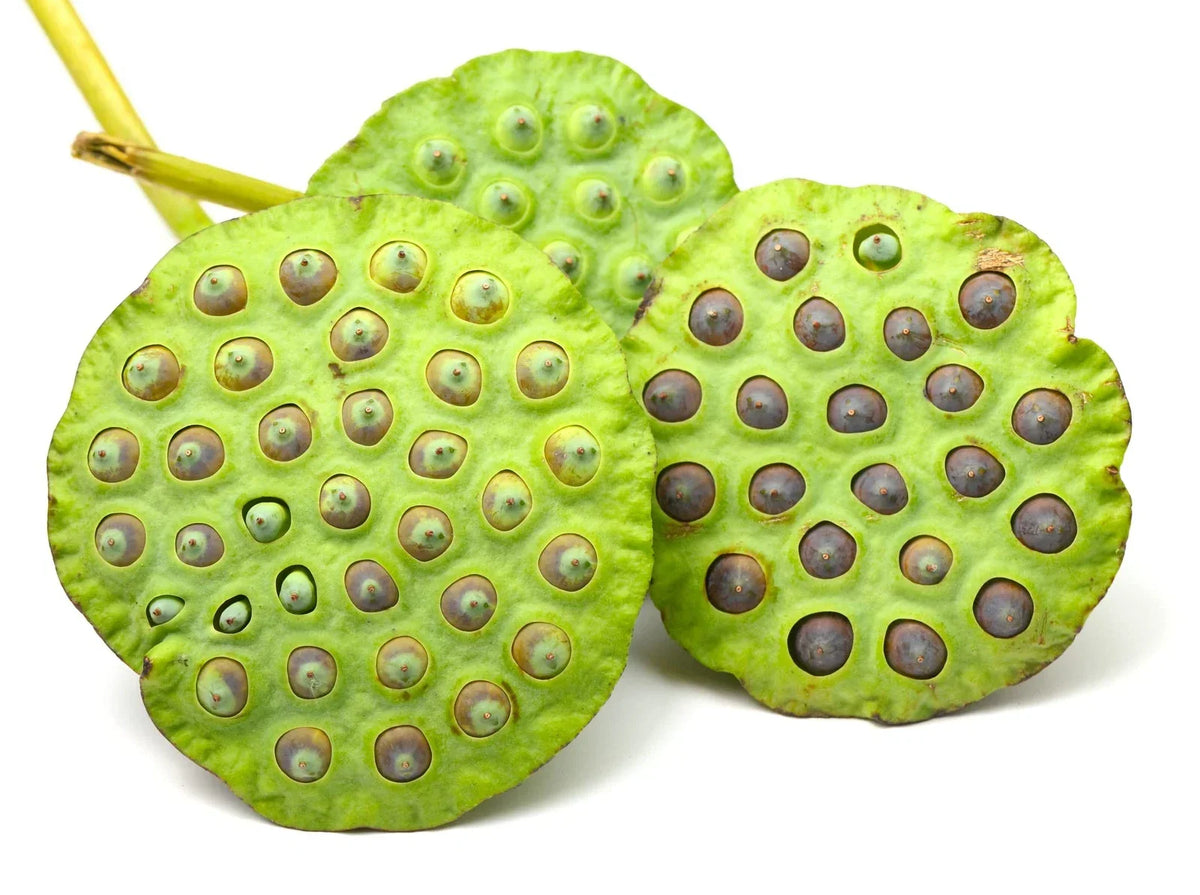 Sacred Lotus Flower Seeds - 15 Seeds, Aquatic Plant, Nelumbo nucifera, Water Garden, Pond, Aquatic Plant Seeds
