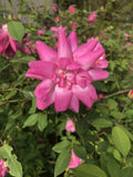10 Inch Old Blush Rose Cuttings - Rosa 'Old Blush' Heirloom Garden Roses for Propagation