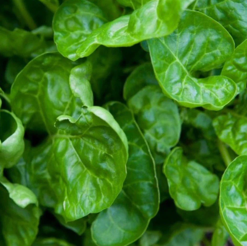 Non-GMO Swiss Chard Seeds Pack of 200, Perpetual Leafy Greens, Beta vulgaris subsp. cicla, Salad Greens, Vegetable Seeds