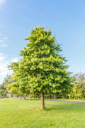 Pin Oak Tree Seeds for Planting | 5 Big Healthy Seeds | Vibrant Red Fall Foliage | Quercus palustris