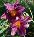 Hemerocallis Purple De Oro Daylily Bareroot Plant with One Mature Eye - Purple Perennial Flower