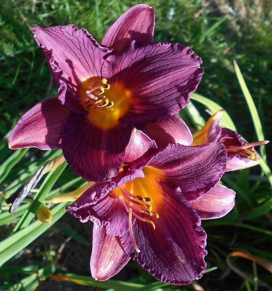 Hemerocallis Purple De Oro Daylily Bareroot Plant with One Mature Eye - Purple Perennial Flower