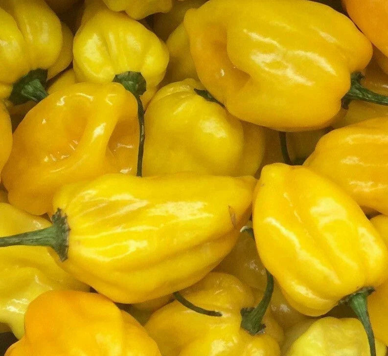 Lemon Habanero Hot Pepper Seeds - 20+ Capsicum chinense for Spicy Salsas & Sauces, Full Sun, High Yield