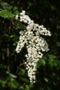 Ocean Spray Bush Seeds - 50 Pack - Creamy Flower Clusters - Holodiscus discolor Native Plant for Gardens & Landscaping