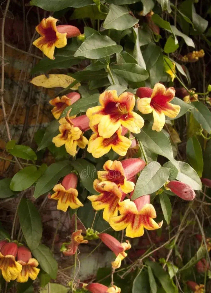 Golden Crossvine Bare Root Plant - Climbing Vine with Yellow Flowers - Bignonia capreolata