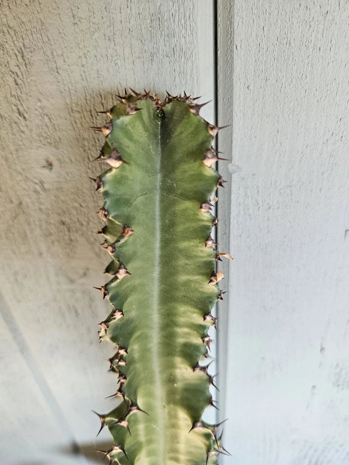 Euphorbia ammak Cutting - 16-17" Succulent Plant for Indoor & Outdoor Gardens, Architectural, Drought-Tolerant