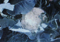 Bulk Cauliflower Seeds 500 Count | Self-Blanching Variety for Large Heads | Brassica oleracea