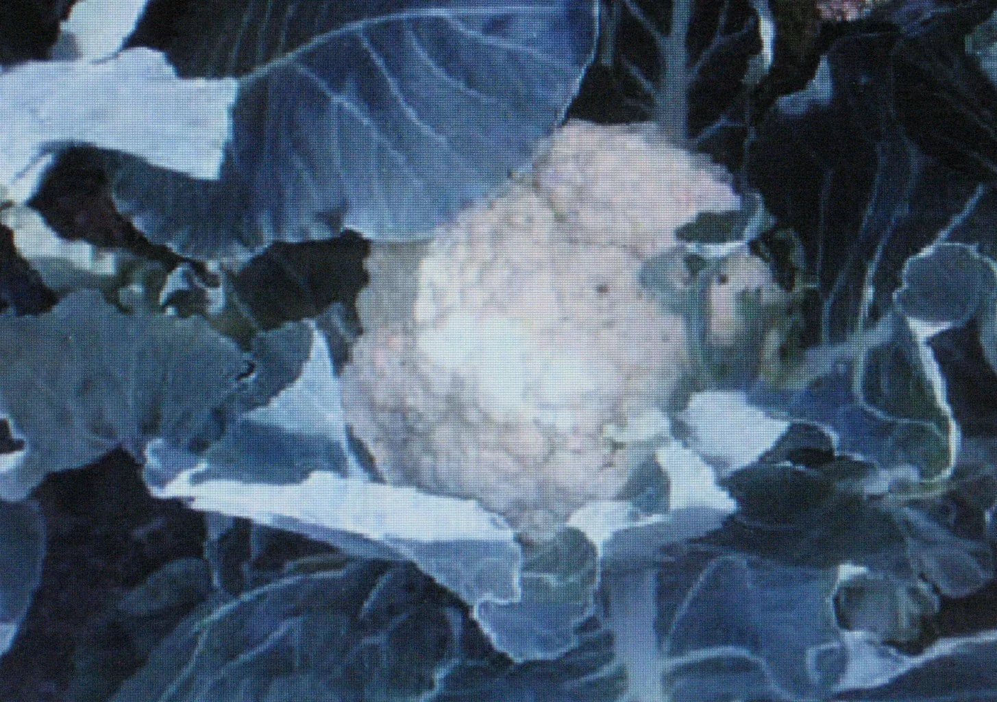 Bulk Cauliflower Seeds 500 Count | Self-Blanching Variety for Large Heads | Brassica oleracea