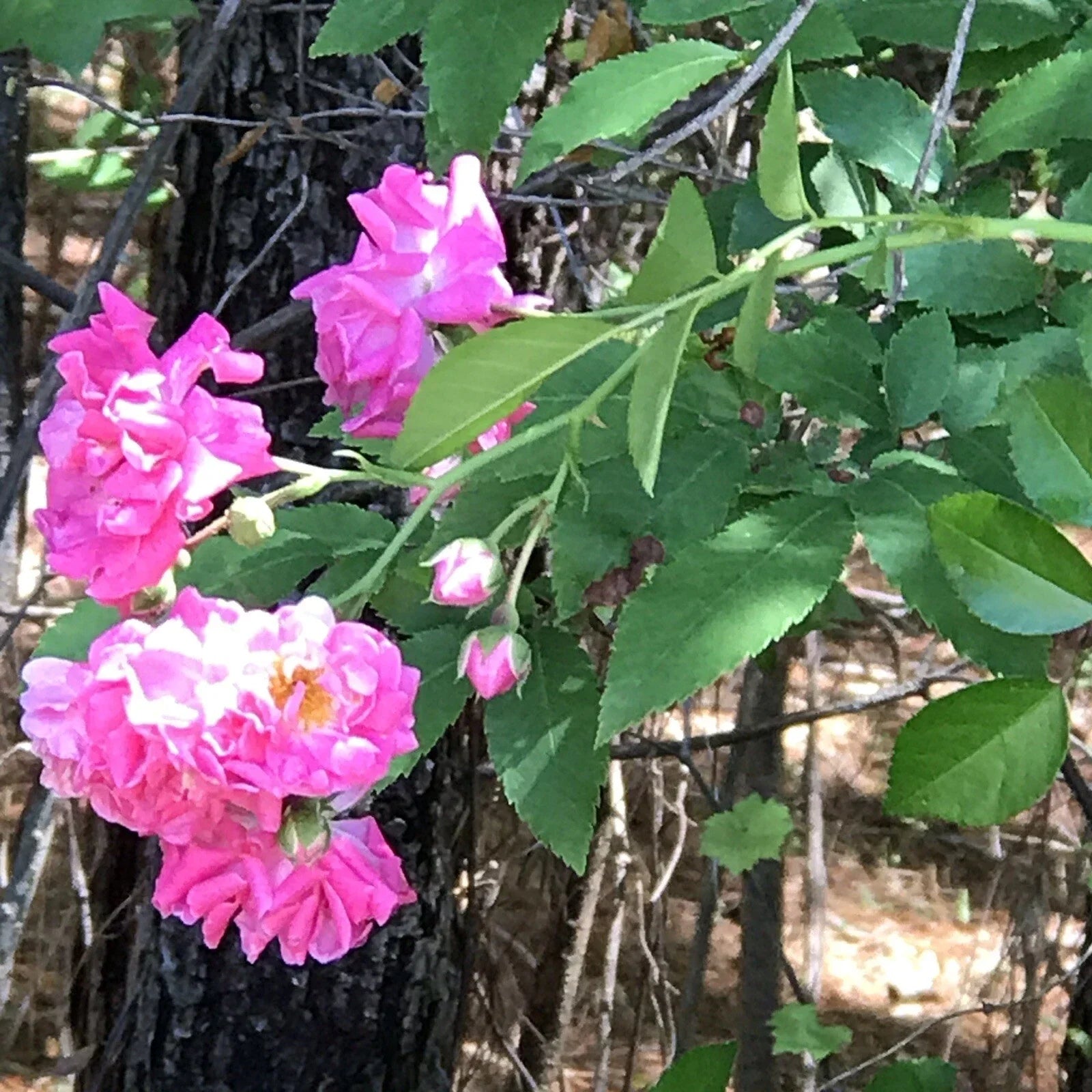 8 Cuttings Heirloom Pink Seven Sisters Climbing Roses - Rosa multiflora