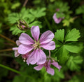 Wild Geranium Roots – 10 Fresh Perennial Flower Plants – Geranium maculatum