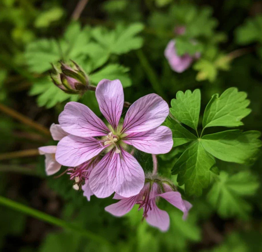 Wild Geranium Roots – 10 Fresh Perennial Flower Plants – Geranium maculatum