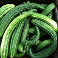 Suyo Long Cucumber Seeds | Heirloom Non-GMO Vegetable Seeds | Cucumis sativus for Home Garden & Container Growing