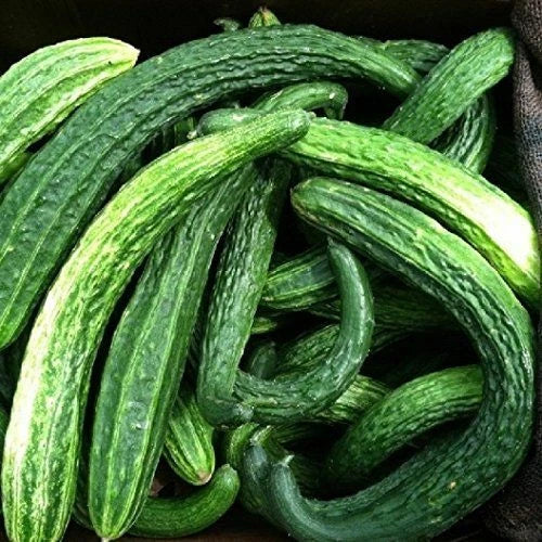 Suyo Long Cucumber Seeds | Heirloom Non-GMO Vegetable Seeds | Cucumis sativus for Home Garden & Container Growing