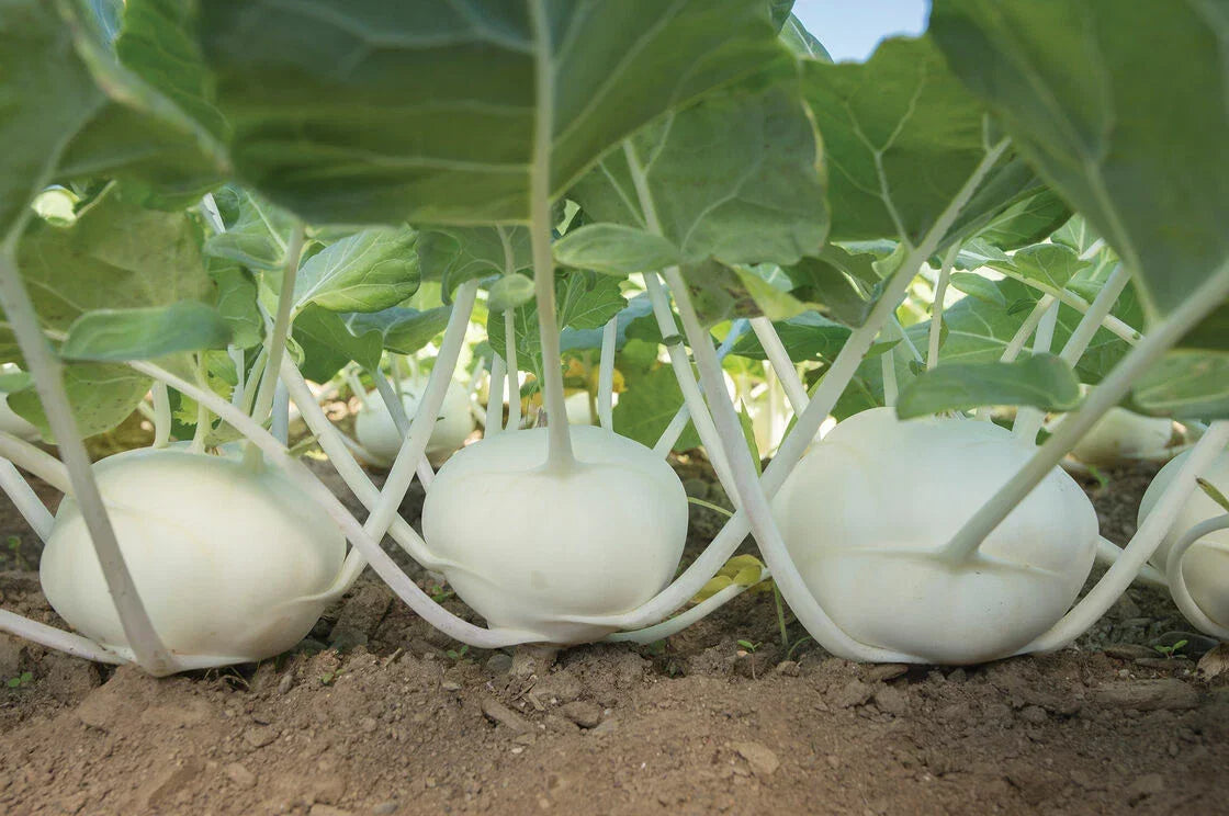 Kohlrabi Seeds 50+ Pure White Brassica oleracea var. gongylodes for Home Gardening, Vegetable Planting
