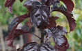 Aros Crabapple Seeds - 25+ Pack for Garden Planting, Malus angustifolia, Ornamental & Fruit Tree Seeds