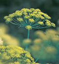 Dill Seed Packet – Heirloom Anethum graveolens Non-GMO Herb for Culinary, Salads, Pickling, 25+ Seeds