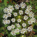 Anise Seeds - Heirloom Non-GMO Pimpinella anisum for Culinary & Medicinal Use, Licorice Herb, Seed Packet