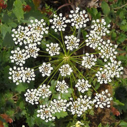 Anise Seeds - Heirloom Non-GMO Pimpinella anisum for Culinary & Medicinal Use, Licorice Herb, Seed Packet