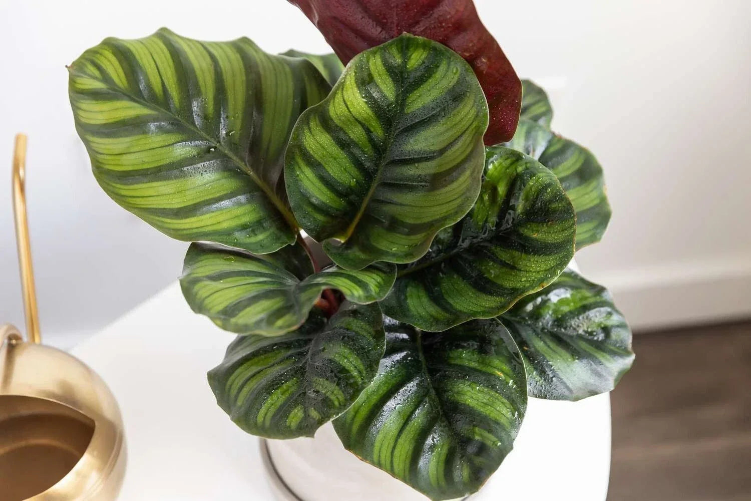 Calathea Fasciata Seeds - 25+ Rare Indoor/Outdoor Planting Seeds - Calathea fasciata - Free Shipping