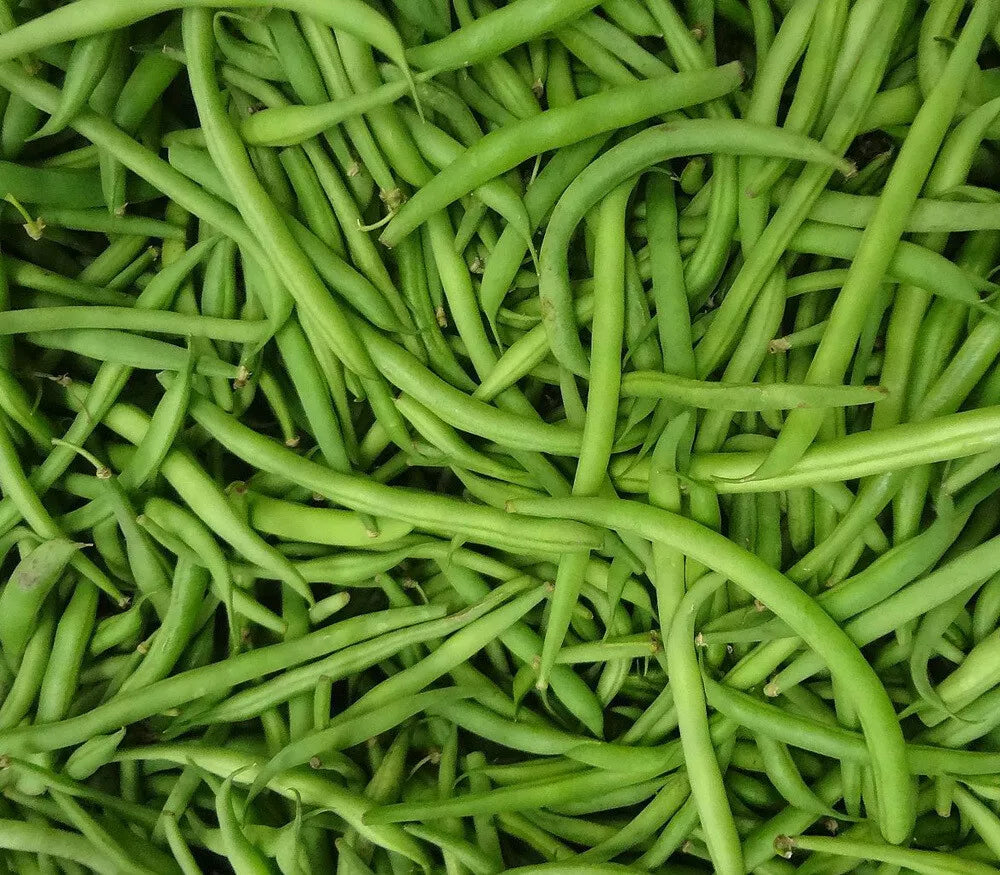 Burpee Stringless Green Bean Seeds - 1/4 LB, Non-GMO, Phaseolus vulgaris, Climbing Vegetable Seeds for Garden, Tender, Stringless