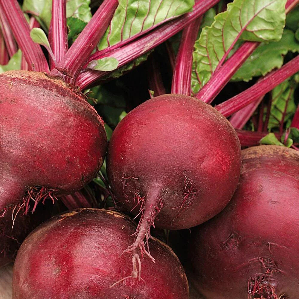 Beetroot Seeds - Detroit Dark Red Beta vulgaris Non-GMO Heirloom Vegetable Garden Seeds, 100 Pack