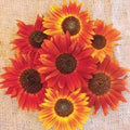 Sunflower Seeds for Planting, 25+ Seeds, Evening Sunset Blend, Orange Yellow, Helianthus annuus