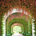 Pink Coral Vine Seeds | Mexican Creeper | Antigonon leptopus | Vining Plant for Garden, Fence, Trellis