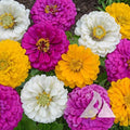 Zinnia Seeds - Mardi Gras Mix - Non-GMO Flower Seeds for Pollinators & Butterflies - Zinnia elegans - 200 Seeds